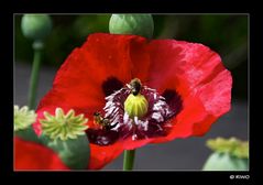 der letzte Gartenmohn........