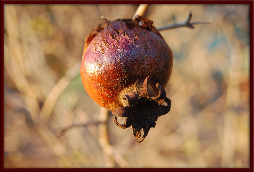 der letzte granatapfel