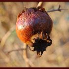 der letzte granatapfel