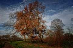 der letzte Herbst am Niederrhein . . .2