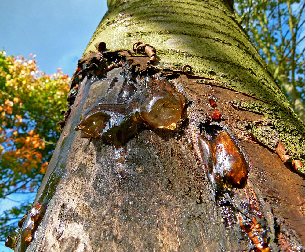 Der letzte Herbst der Wildkirsche