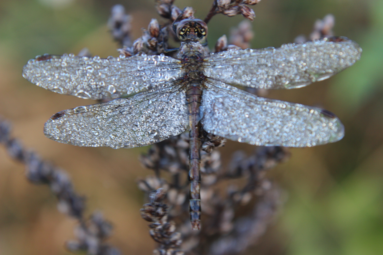 der letzte Herbstflug