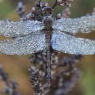 der letzte Herbstflug