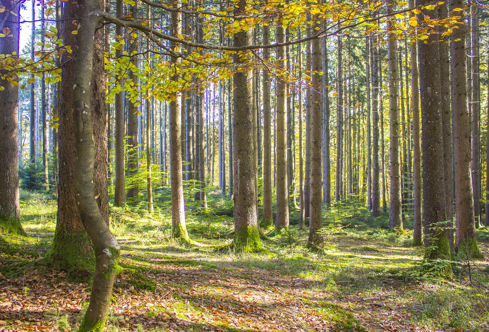 Der letzte Herbsttag