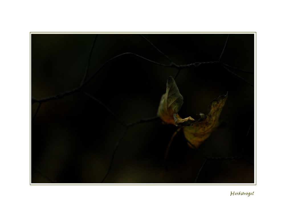 Der letzte Herbstvogel