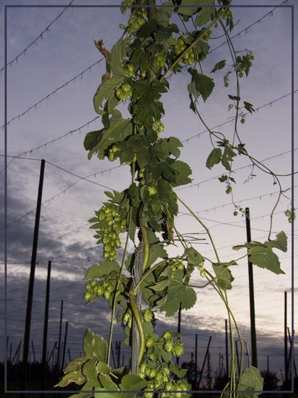 ... der letzte Hopfen