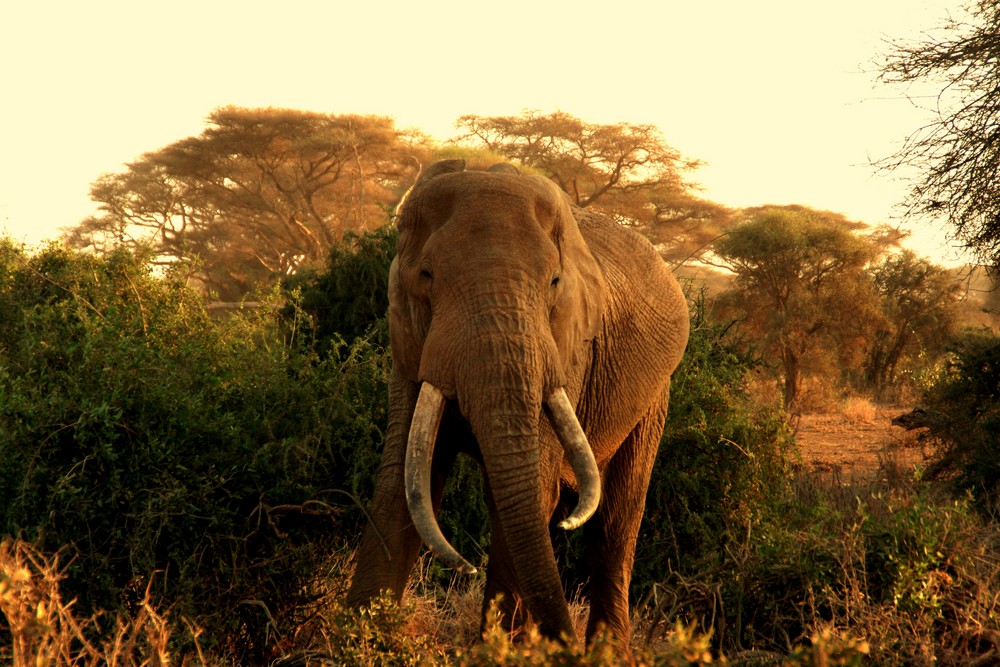 Der letzte Jumbo vor Sonnenuntergang