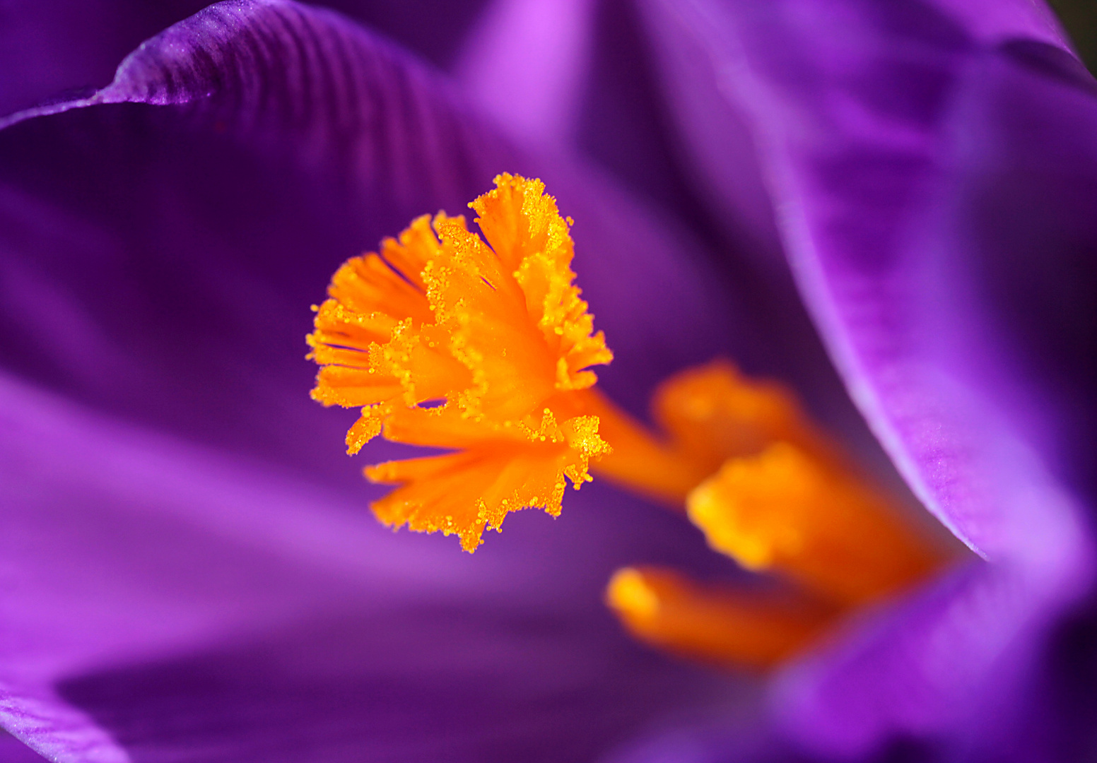 Der letzte Krokus für dieses Frühjahr