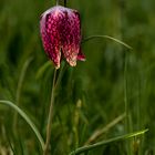 Der letzte Lichtstrahl auf eine Schachblumenblüte