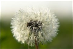 der letzte Löwenzahn - und dann ist Puste-Blume :-))