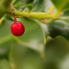 Der letzte Mohikaner in meinem Garten