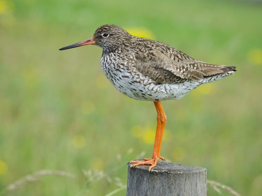 Der letzte Mohikaner vorm Abflug in den Süden.......