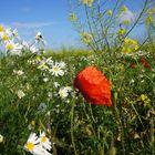 der letzte mohn..