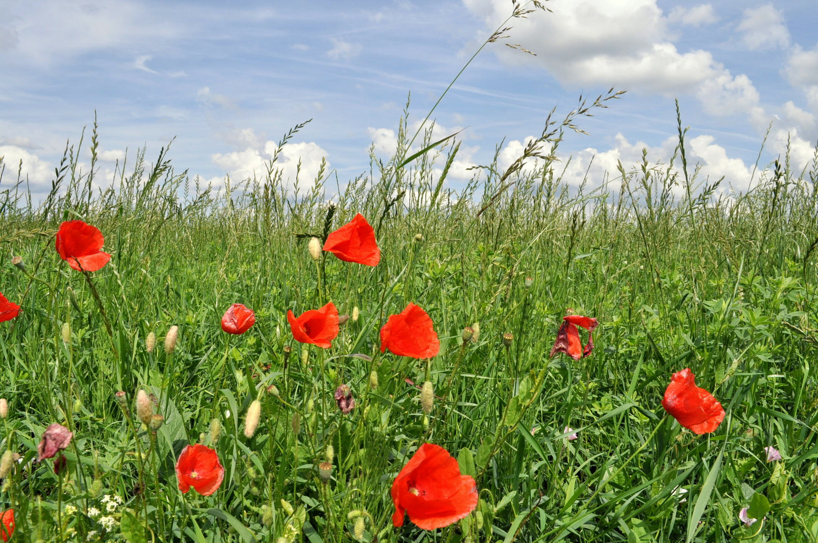 Der letzte Mohn