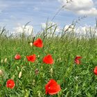 Der letzte Mohn