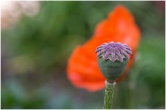 der letzte Mohn