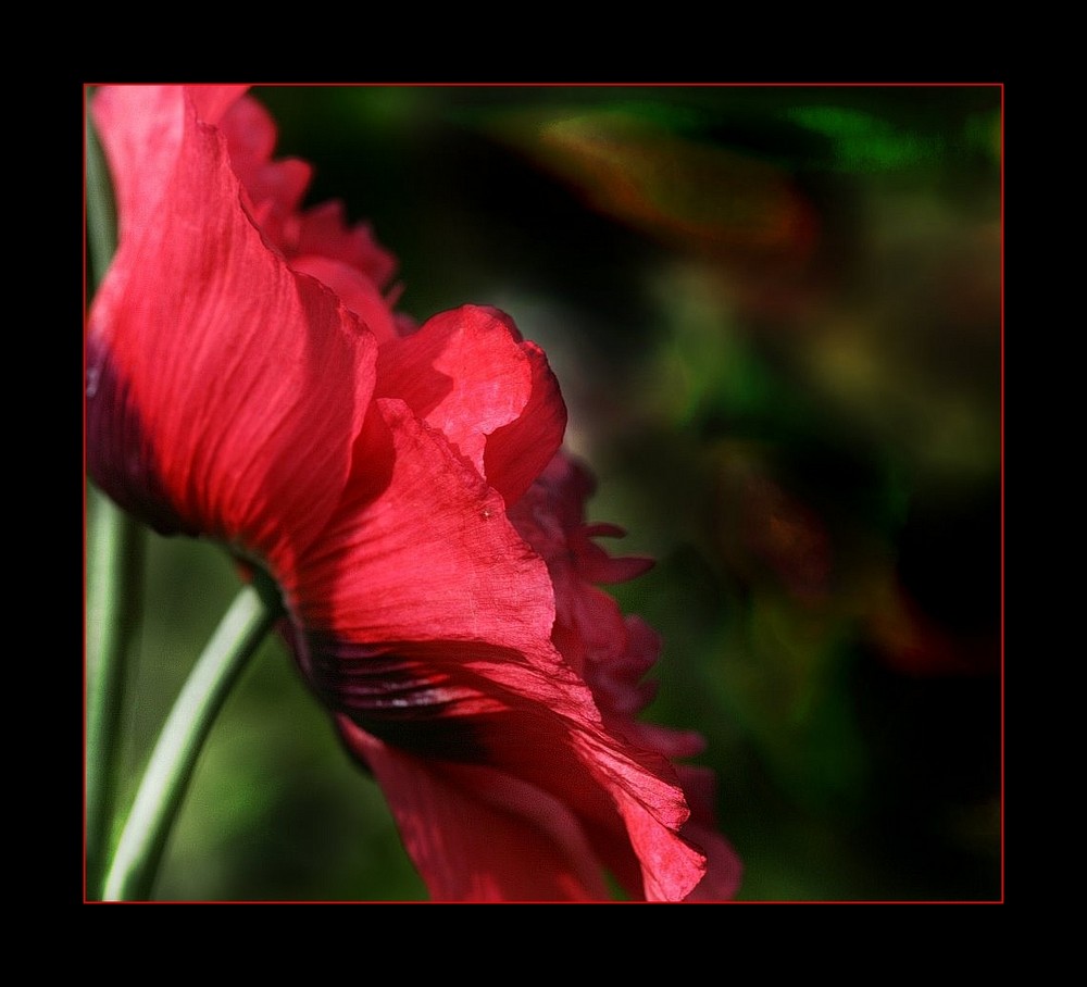 ~~der letzte Mohn~~