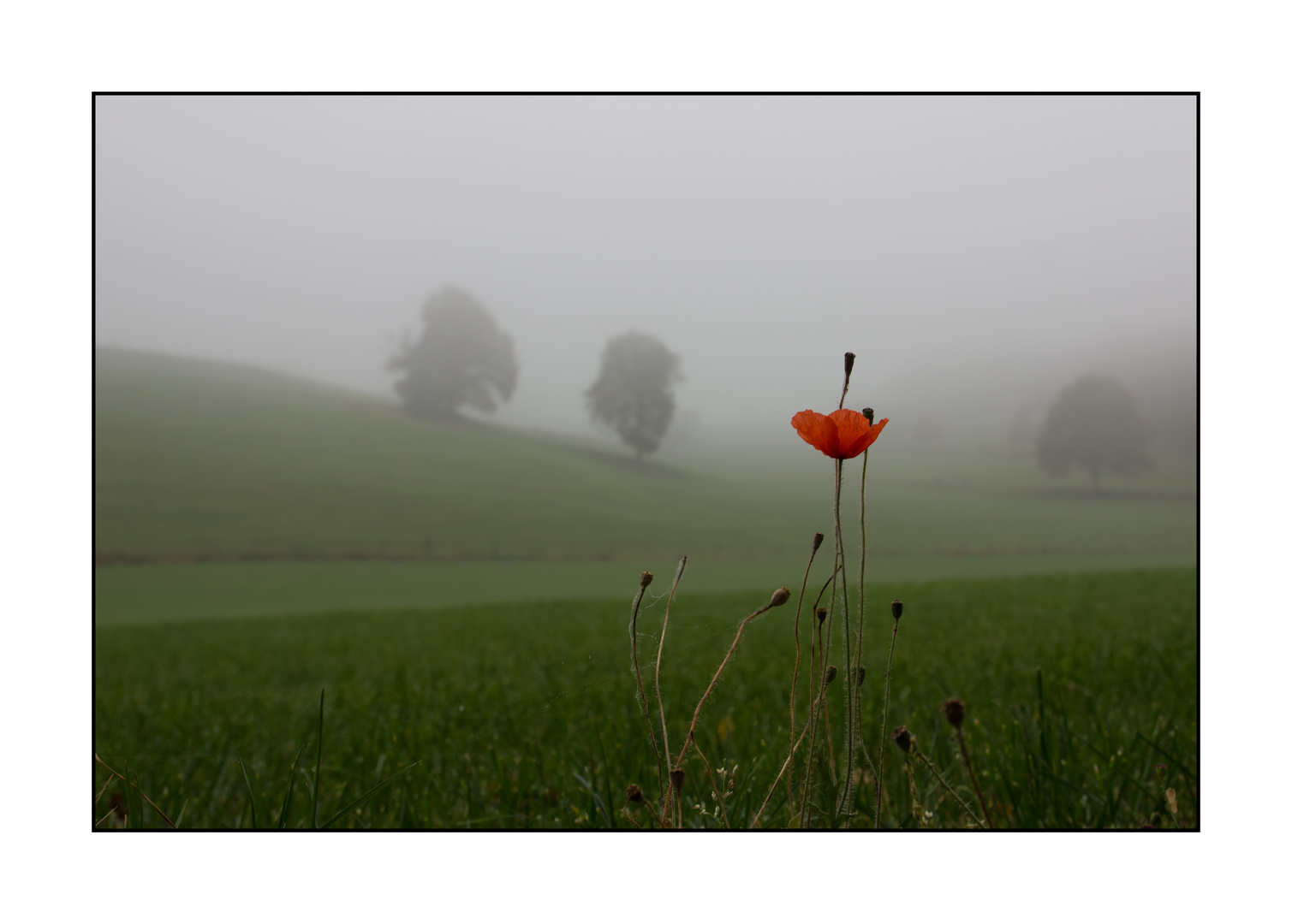 Der letzte Mohn