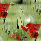 - der letzte Mohn -