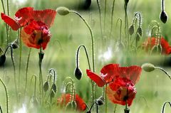 - der letzte Mohn -