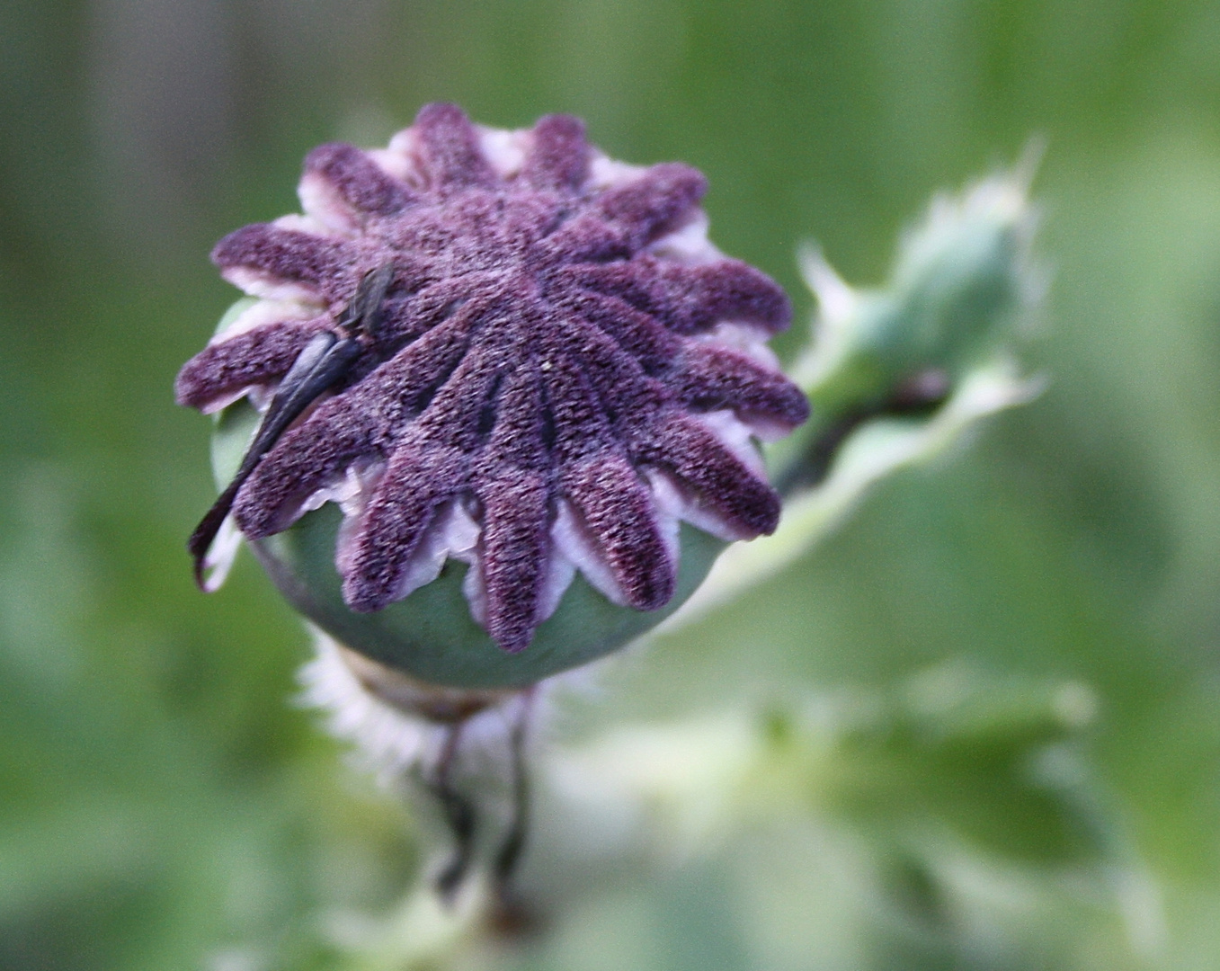 Der letzte Mohn 2 .....