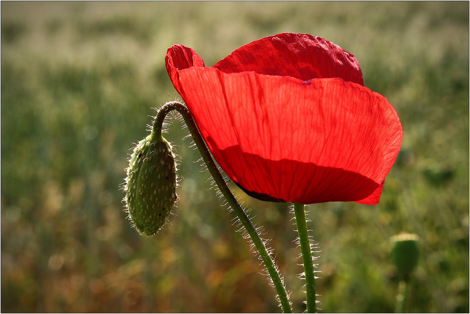 Der letzte Mohn...