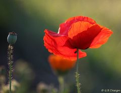 der letzte Mohn