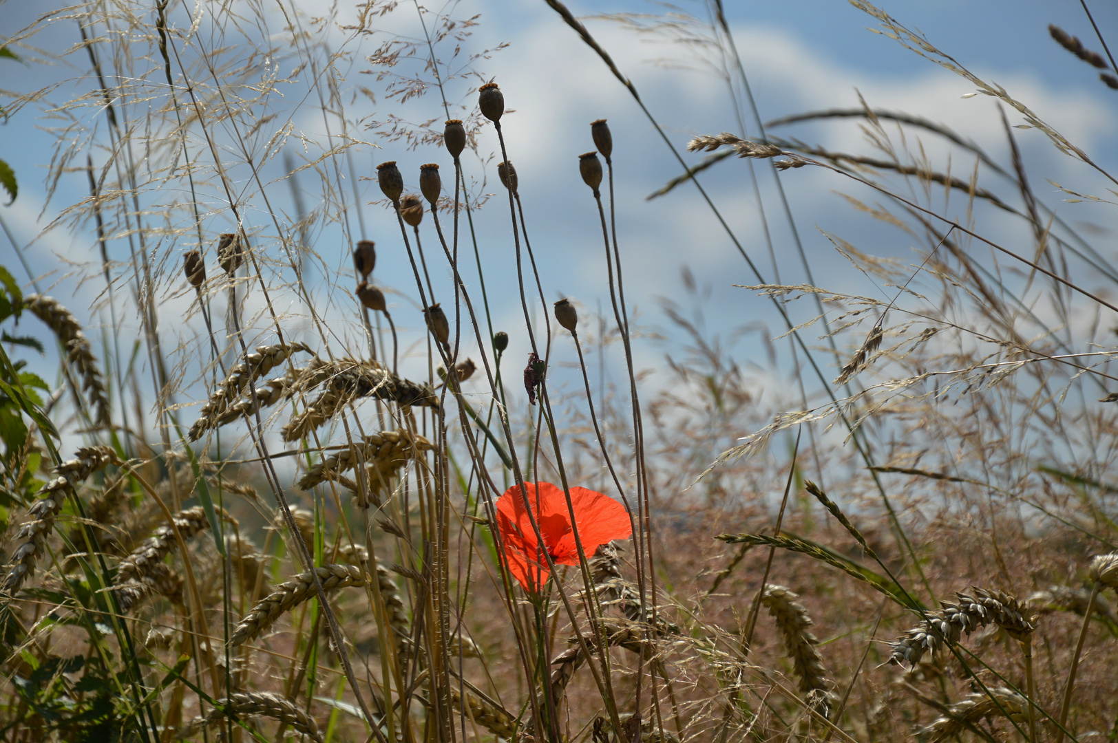 Der letzte Mohn....