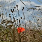 Der letzte Mohn....