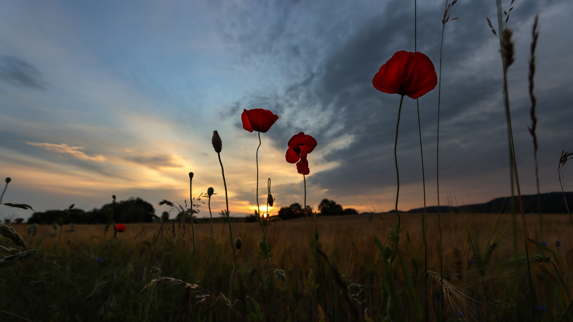 der letzte Mohn.....