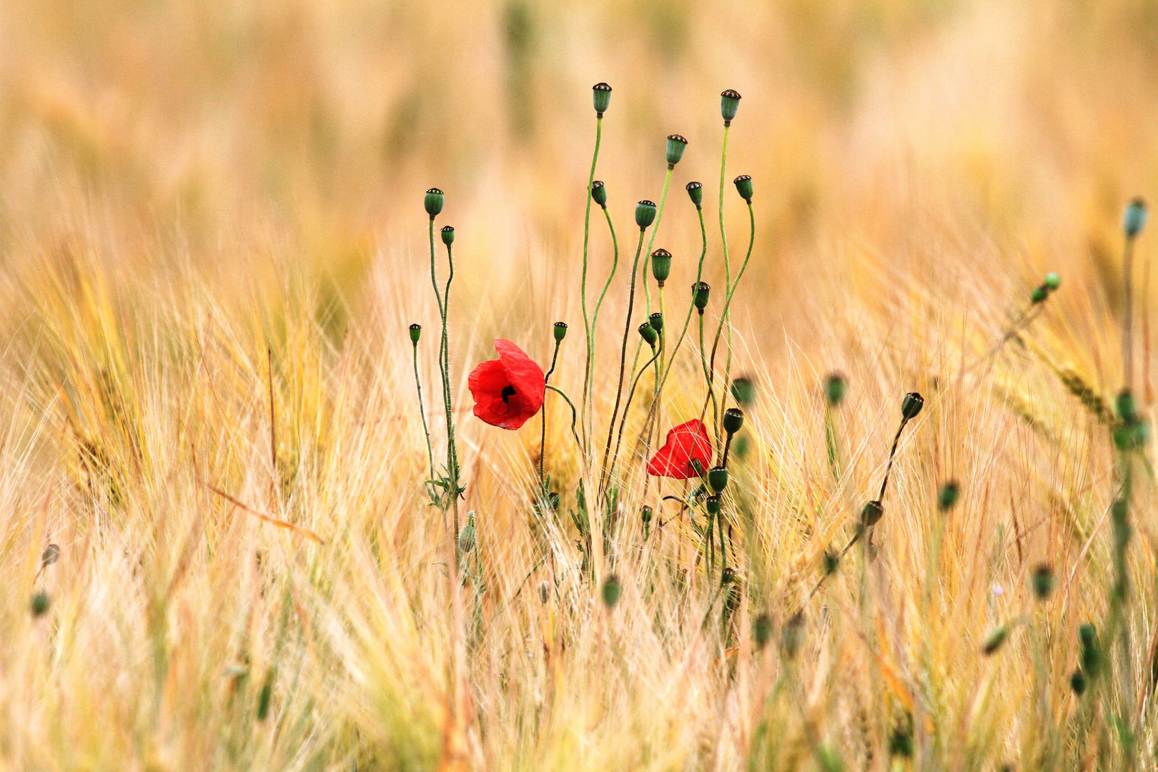 Der letzte Mohn