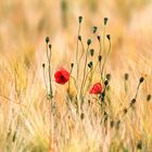 Der letzte Mohn