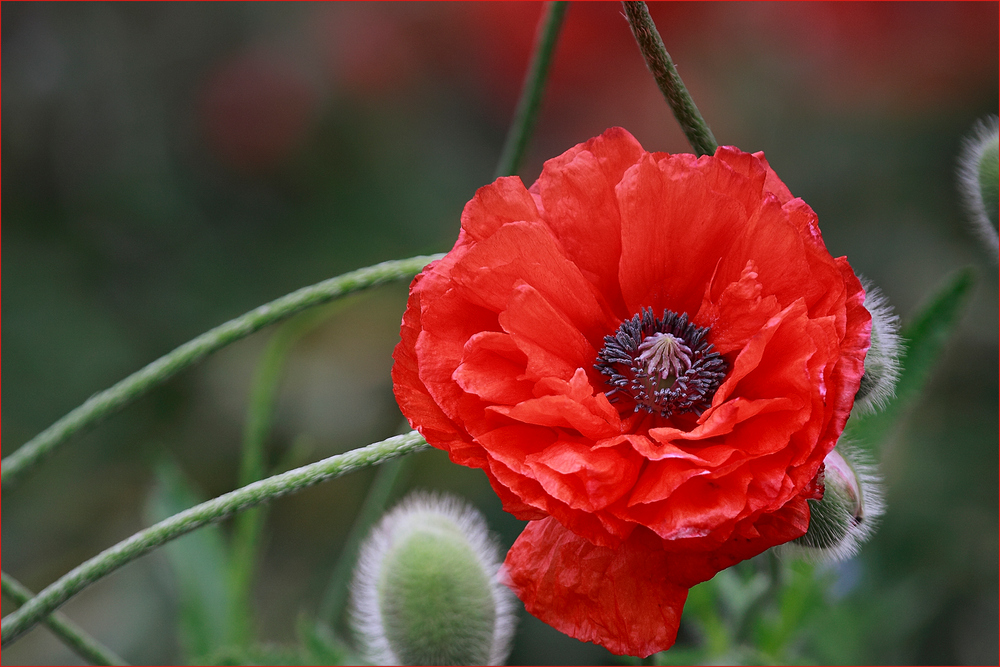 ~der letzte Mohn~