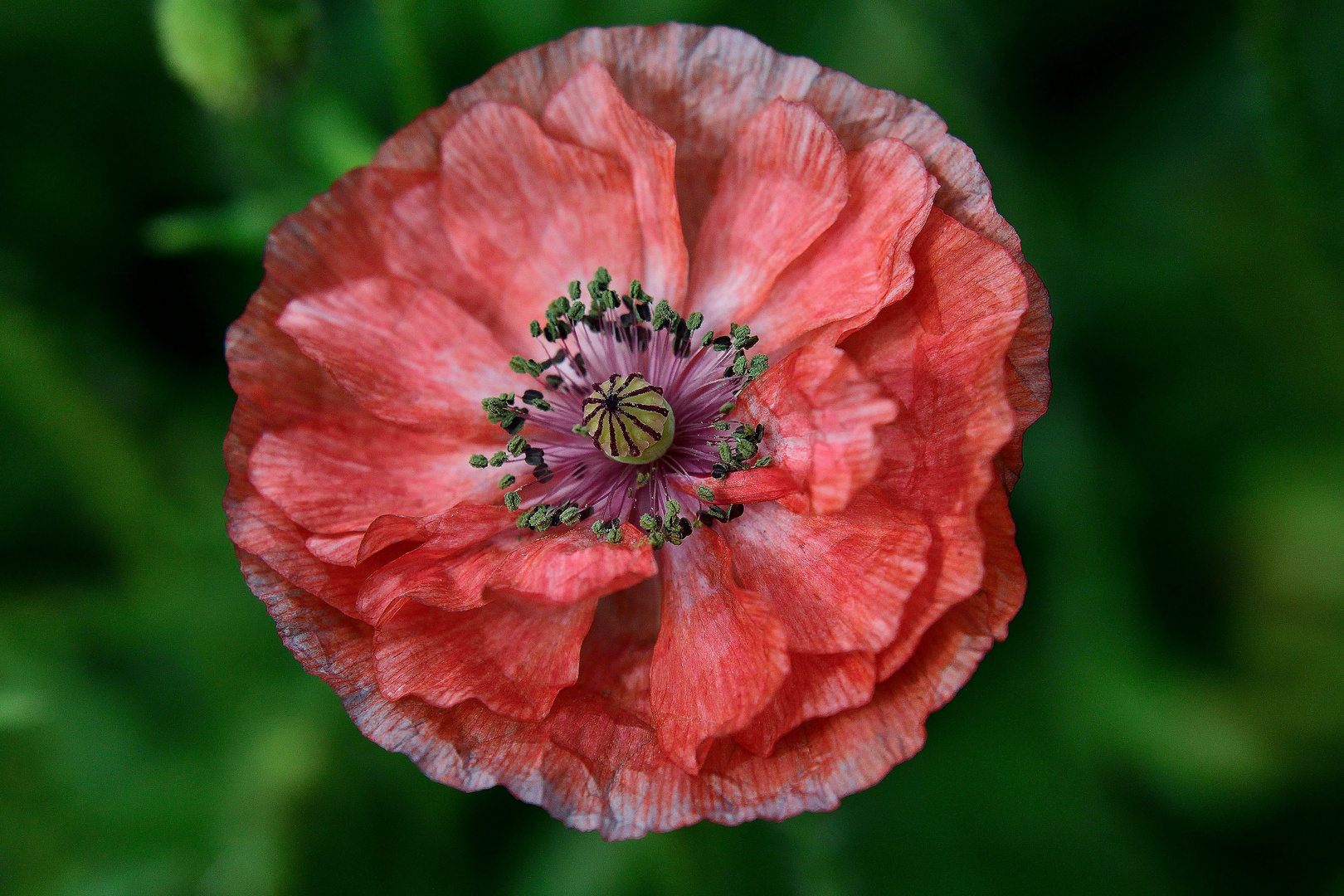 der letzte Mohn