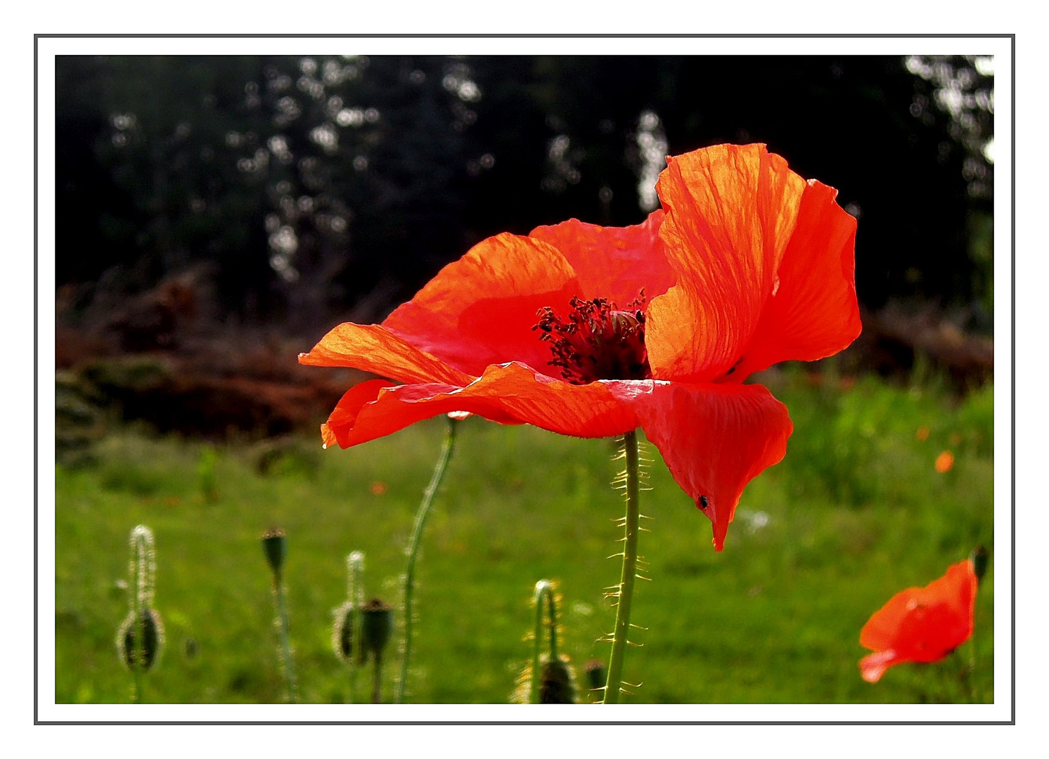 Der letzte Mohn