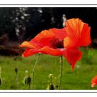 Der letzte Mohn