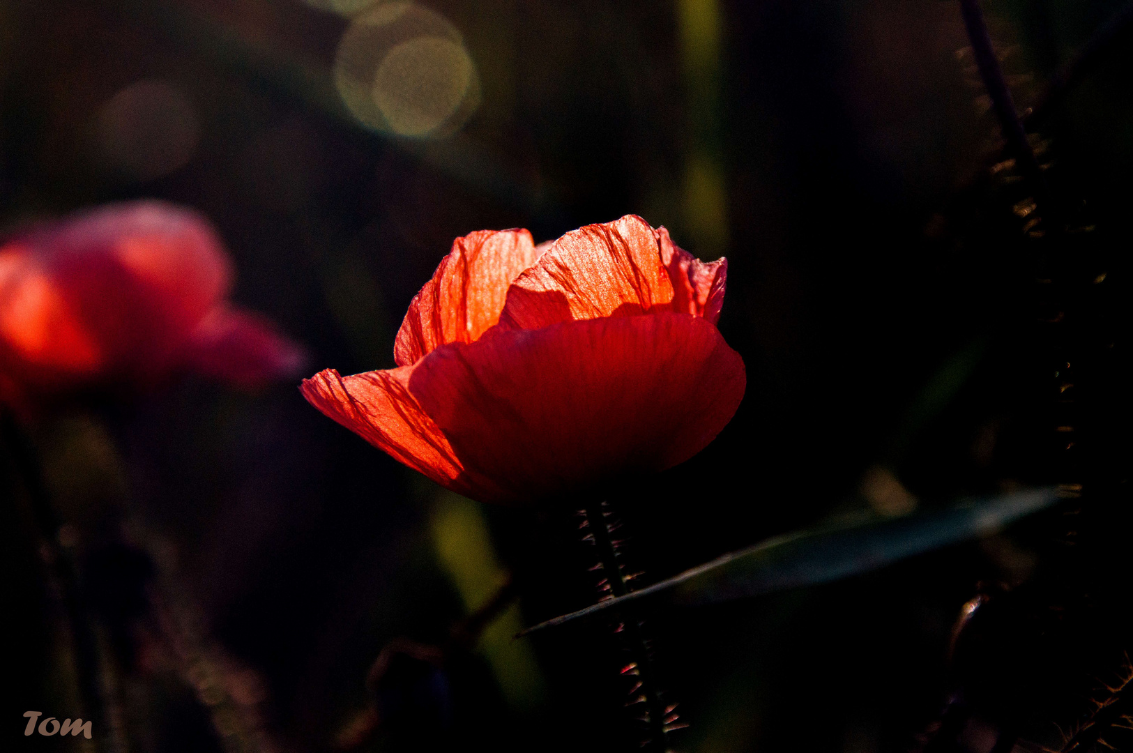 Der letzte Mohn