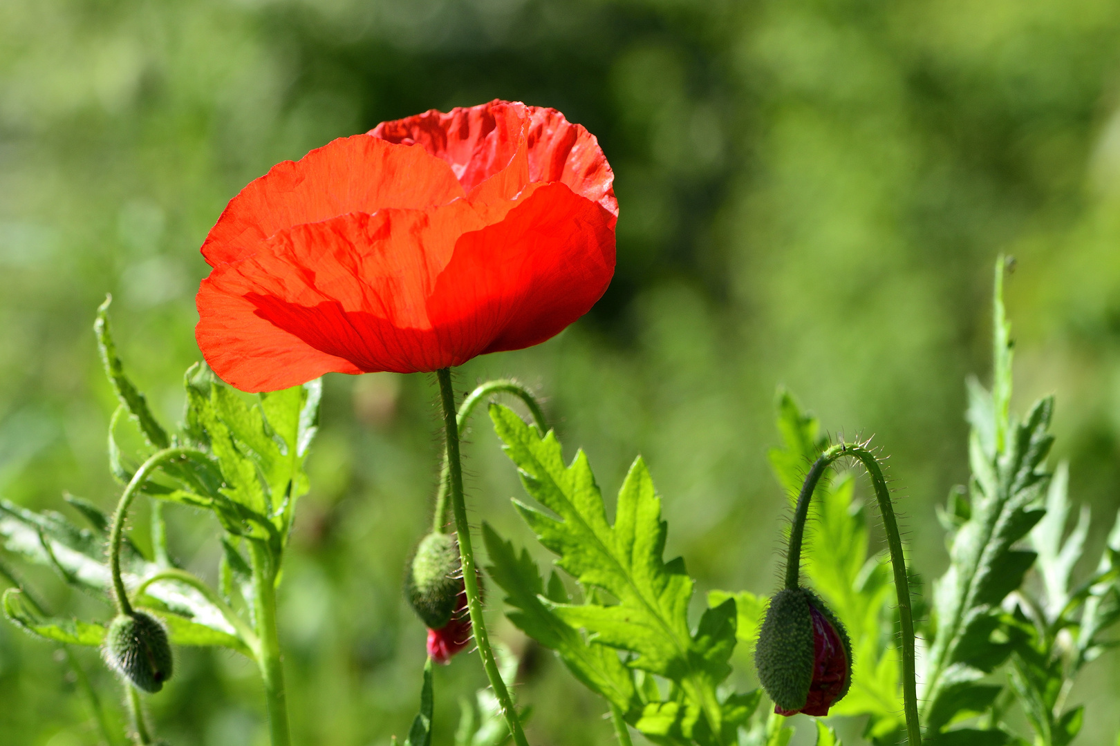 Der letzte Mohn