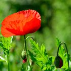 Der letzte Mohn