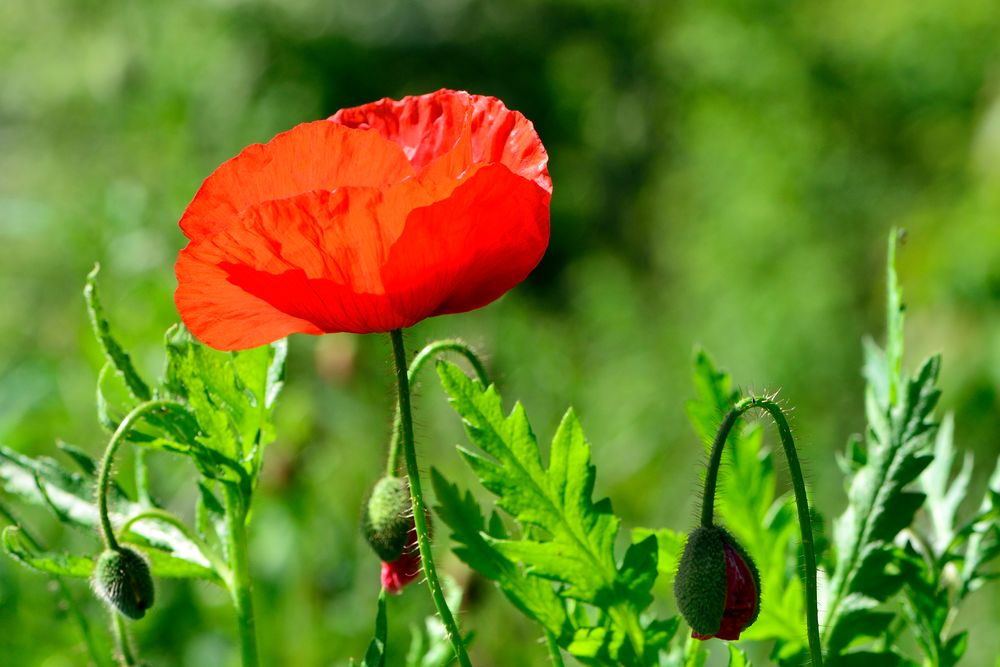 Der letzte Mohn