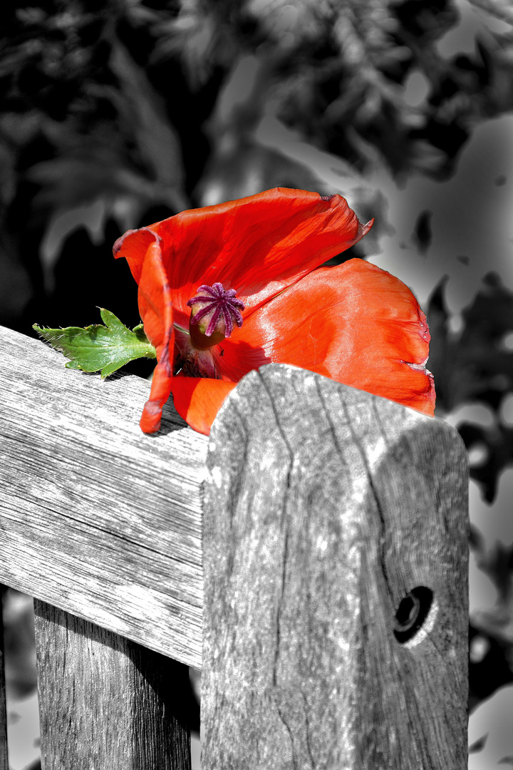 Der letzte Mohn