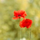 der letzte Mohn