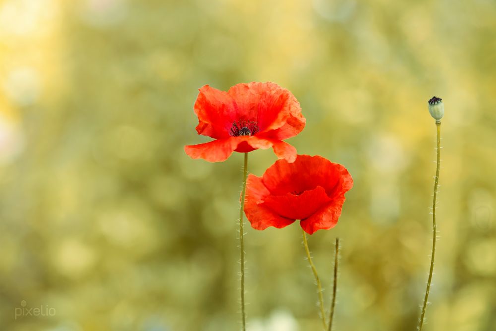 der letzte Mohn