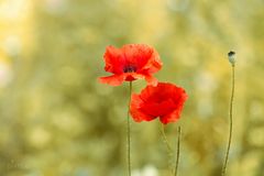 der letzte Mohn