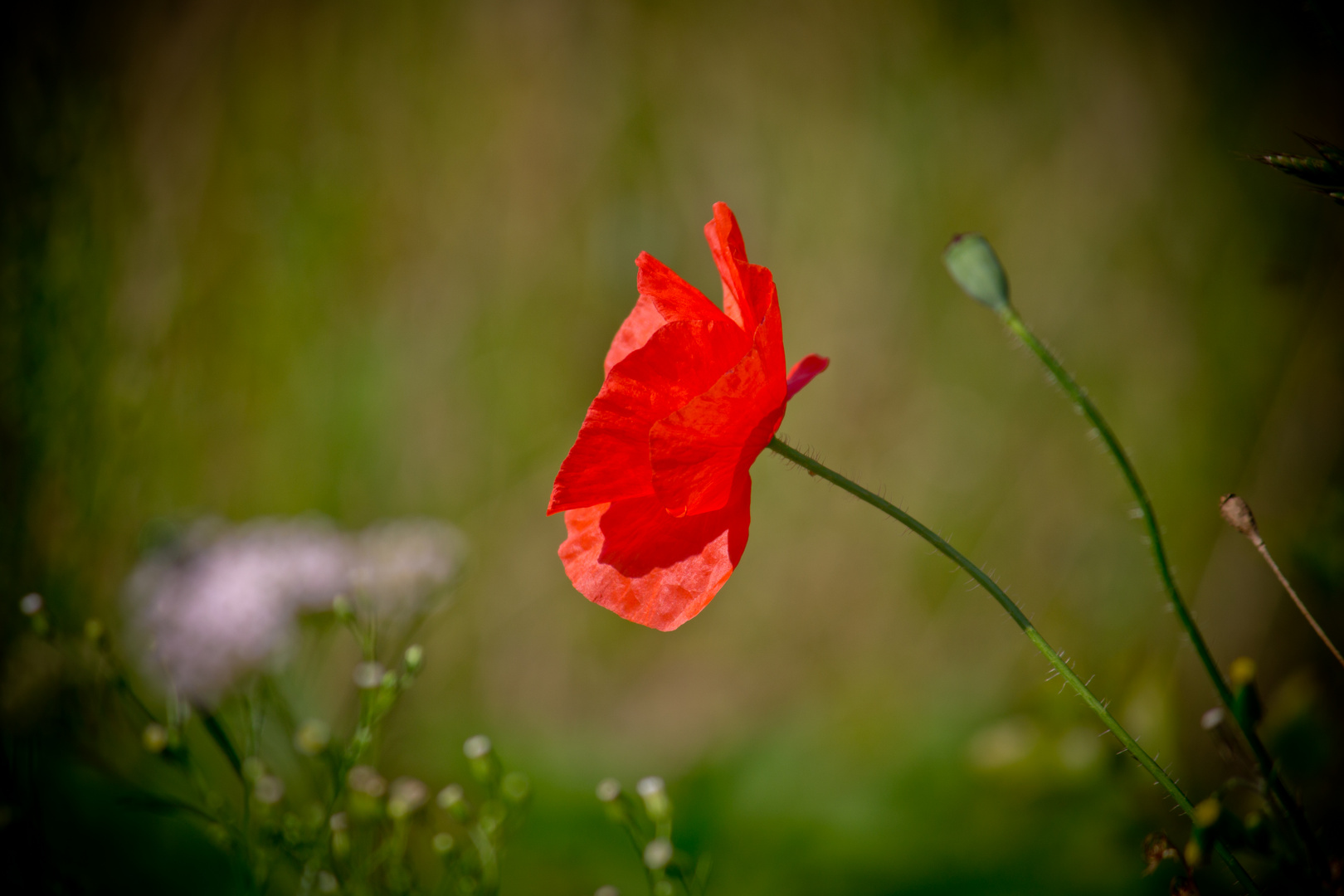 Der letzte Mohn