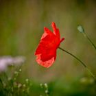 Der letzte Mohn