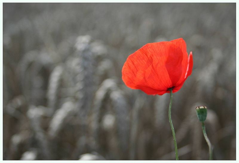 der letzte Mohn....