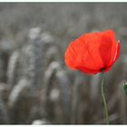 der letzte Mohn....