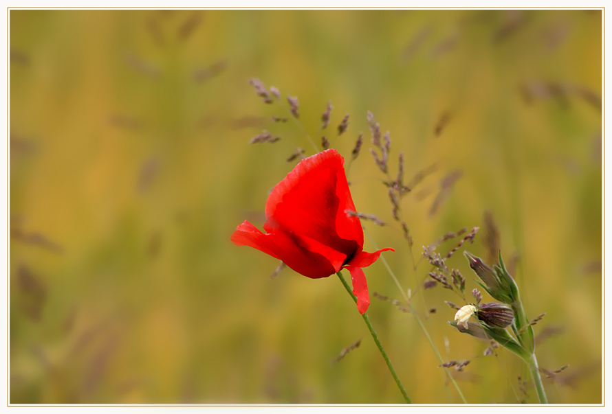 ...der letzte Mohn