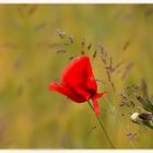 ...der letzte Mohn